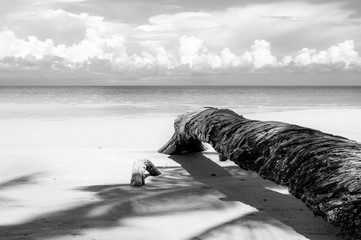Omgevallen palmboom in zwart-wit