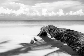 Foto op Plexiglas Zwart wit Omgevallen palmboom in zwart-wit