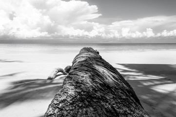 Fallen palm tree in black and white