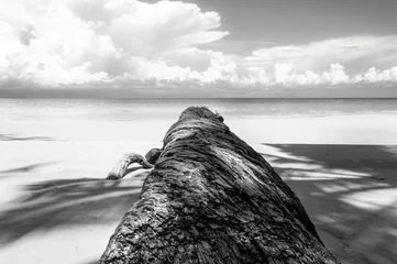 Foto auf Acrylglas Schwarz und weiss Umgestürzte Palme in Schwarzweiß