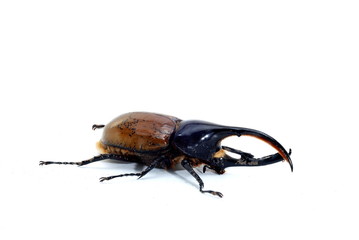 ヘラクレスオオカブト