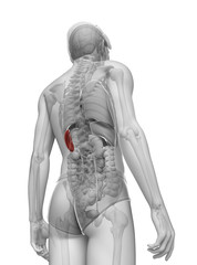 Male spleen anatomy