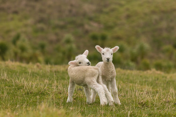 newborn lambs isolated on grassy meadow © Patrik Stedrak