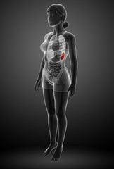 Female spleen anatomy