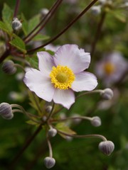 lila flower of anemone coronaria
