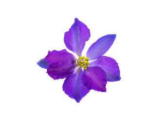 Obraz premium blue flower