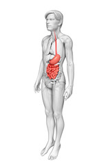 Small intestine anatomy of male