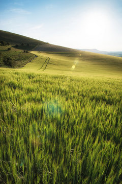 Fototapeta Beautiful landscape wheat field in bright Summer sunlight evenin