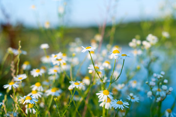 daisies blooming in the meadow