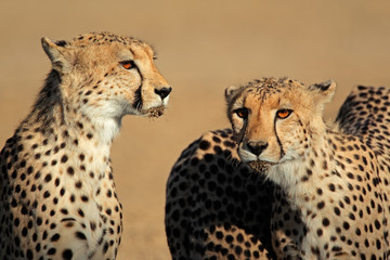 Portrait of two cheetahs, Kalahari desert