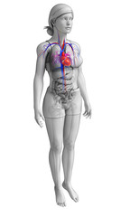Female heart anatomy