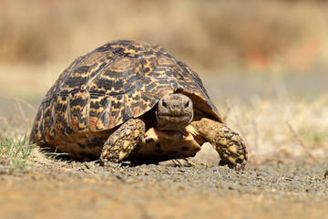 Leopard tortoise