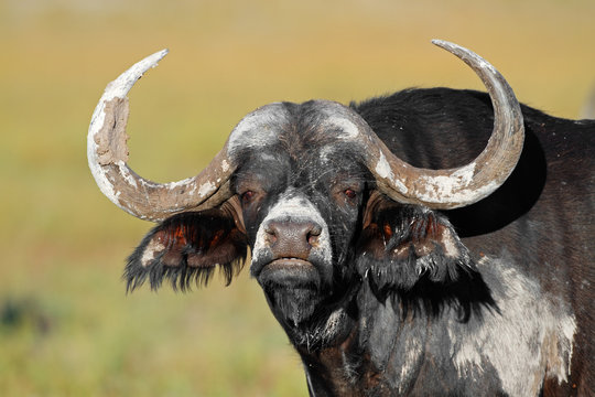 Mud Covered African Buffalo