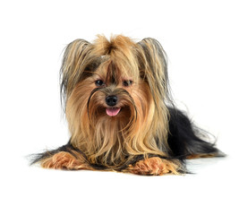 Dog yorkshire terrier isolated on white