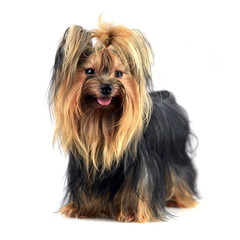 Dog yorkshire terrier isolated on white