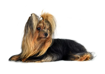 Dog yorkshire terrier isolated on white