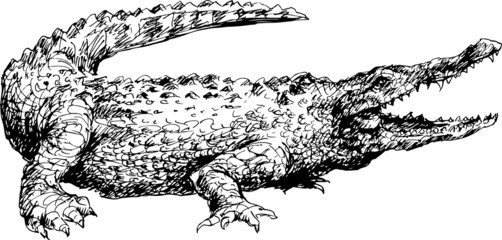 hand drawn crocodile