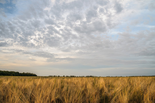 ield crops of wheat with the sky in the background