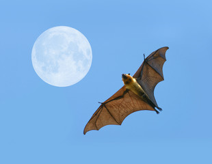 Flying fox bat © pkproject