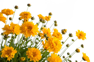 Mädchenauge (Coreopsis grandiflora)