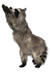 Obraz premium Raccoon