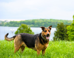 Happy dog on green grass