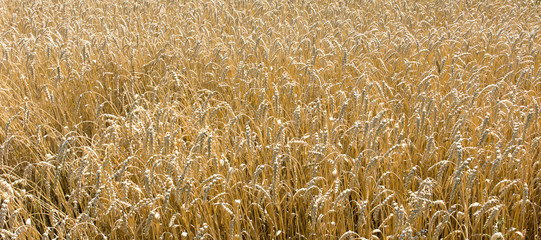 Zboże © Zbyszek Nowak