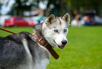 Siberian Husky dog