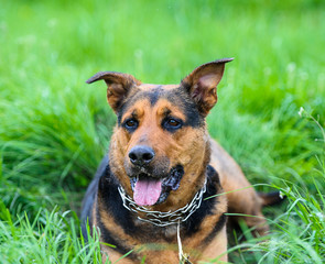 Happy dog on green grass