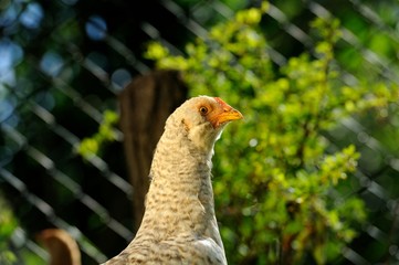 Curious Young Chicken Close-Up