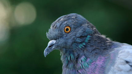 Rock Pigeon Close-Up (16:9 Aspect Ratio)