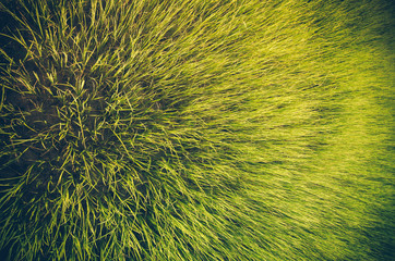 Green grass background vintage