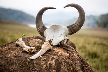 Gaur - Indian bison, skull and bones