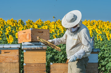 Beekeeper working - obrazy, fototapety, plakaty