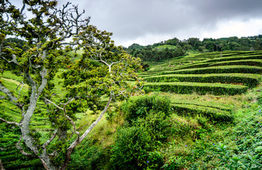 Fototapeta na wymiar Azores islands tea plantation in San Miguel island