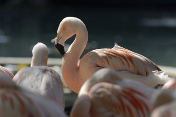 Flamingos