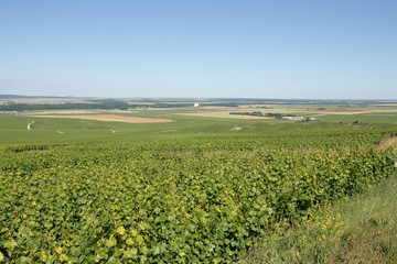 Vignoble champenois