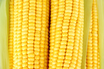 Crude corns close-up