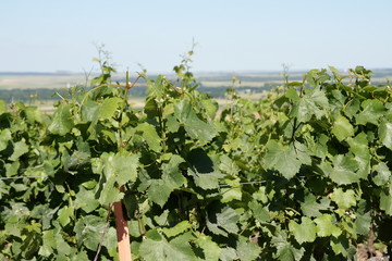 Vignoble champenois