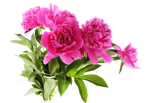 Fototapeta Beautiful pink peonies, isolated on white