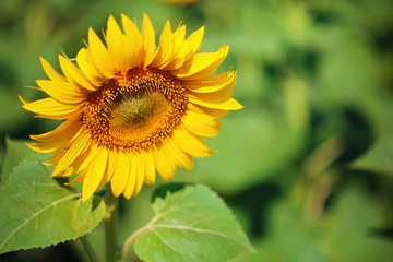 Beautiful sunflower in field