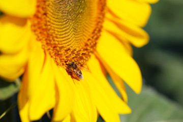 Beautiful sunflower close-up