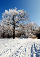 Winterhoof trees