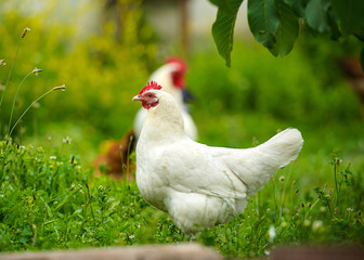 chicken