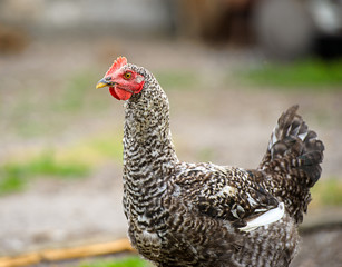 chicken