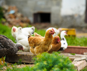 chicken