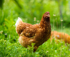 chicken
