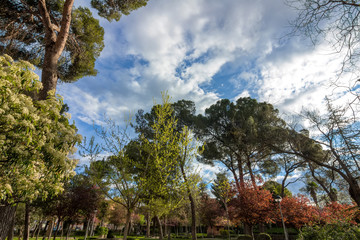 trees in autumn of different colors, and blue sky with clouds