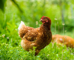 chicken