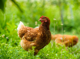 chicken on the green grass. Hen on a traditional free range poultry organic farm grazing on the grass